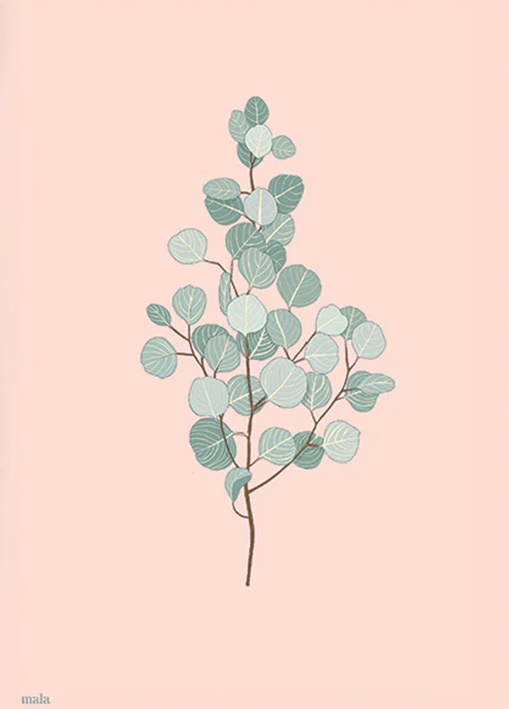 ענף אקליפטוס