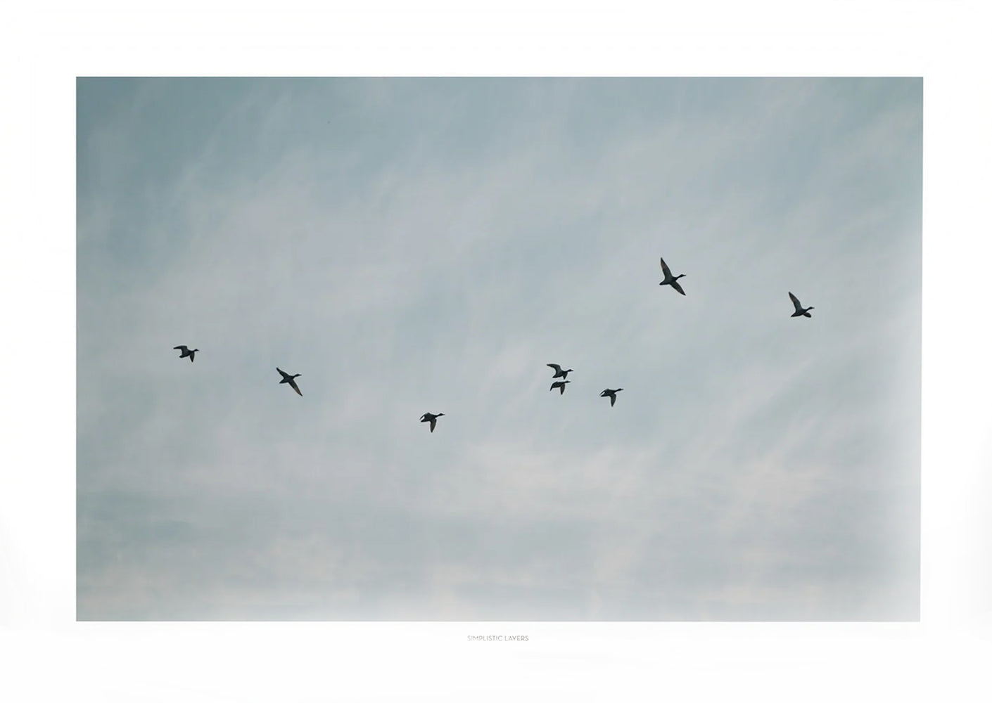 ציפורים עפות