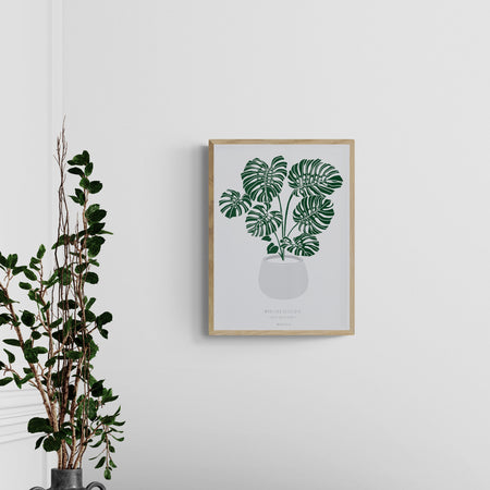 עציץ מונסטרה