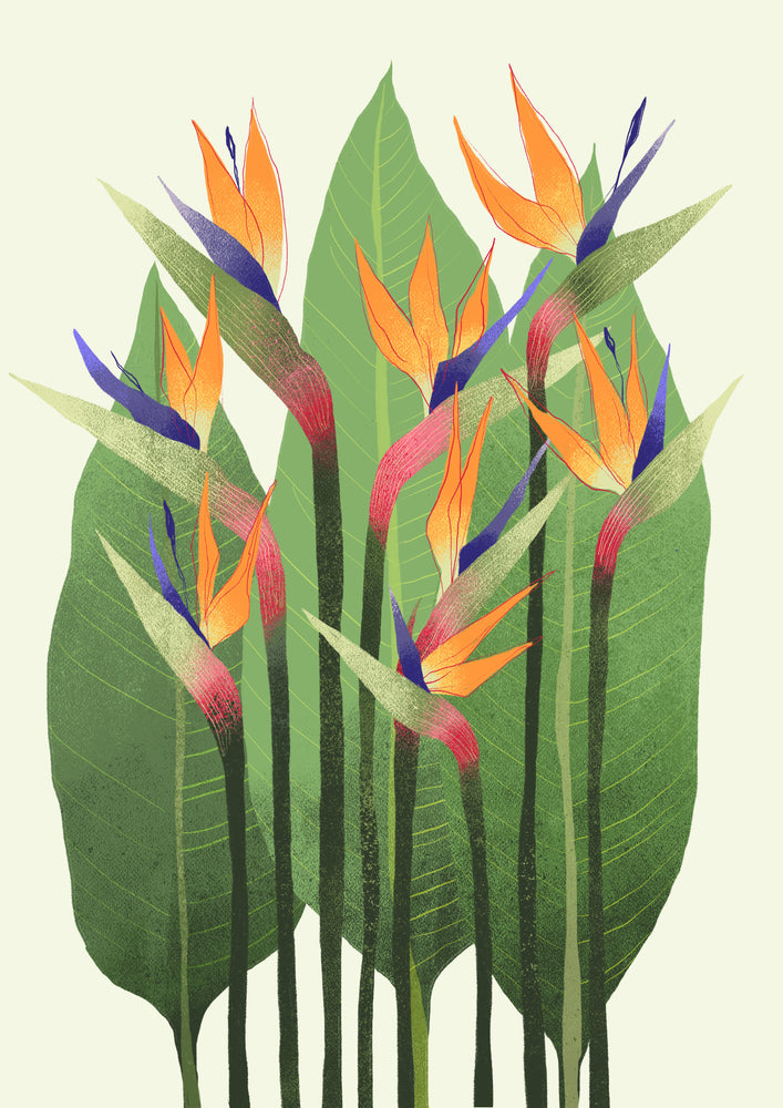 ציפור גן עדן