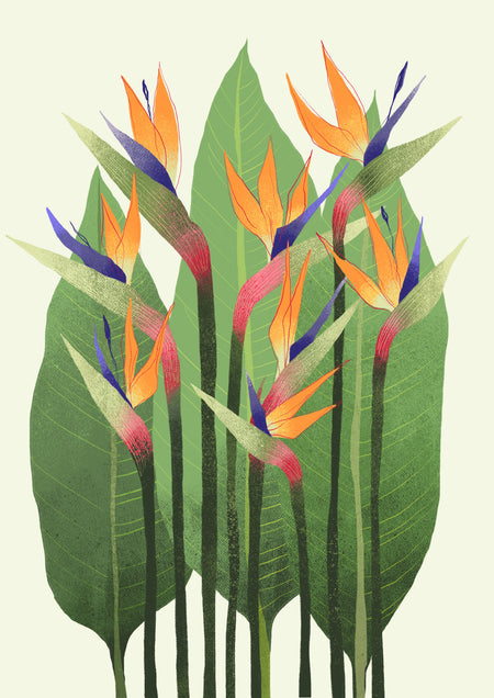 ציפור גן עדן