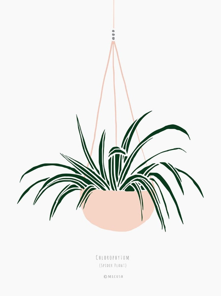 עציץ ציפור גן עדן