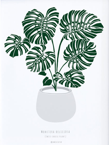 עציץ מונסטרה