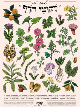 ליקוטי חורף