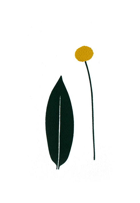 פרח קרספדיה #1