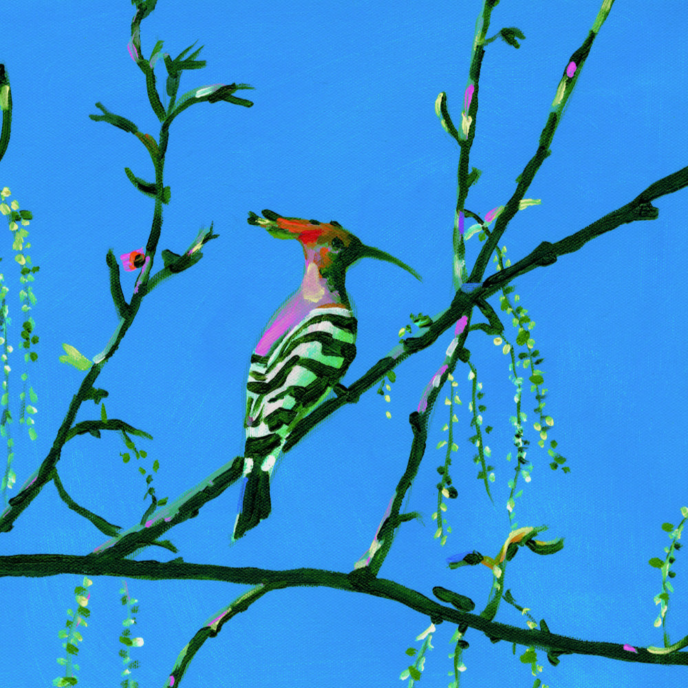 דוכיפת | הדפס דיגיטלי